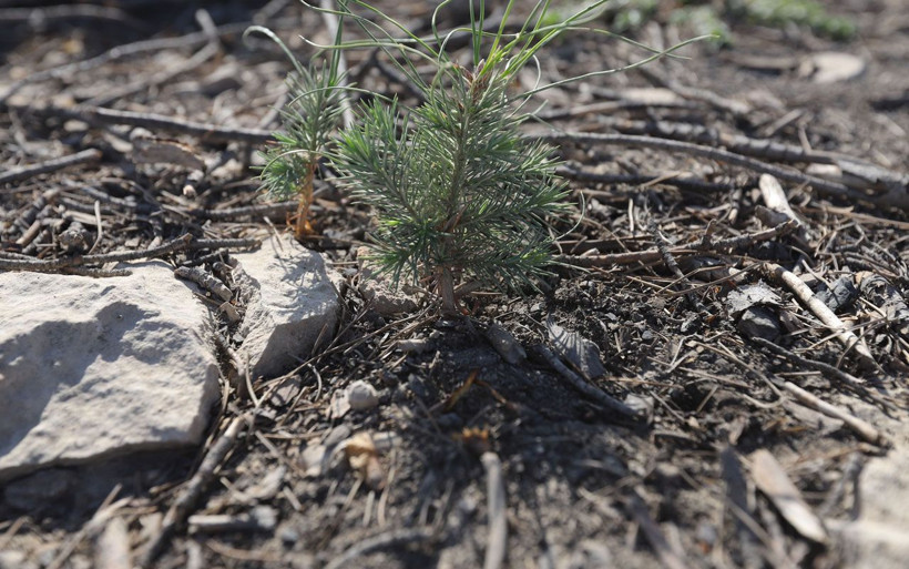 Mersin'de kozalaklar tohumu toprakla buluşturdu yanan ormanda fidanlar yeşerdi - Resim: 1