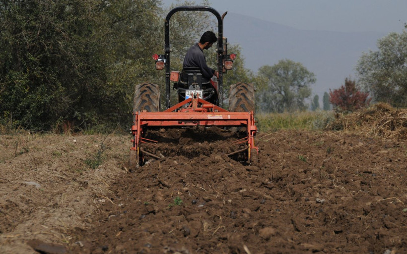 Eskişehir'de iki kadın girişimci üretiyor! Kilosu 60 lira olan 'mor patates'te hasat sevinci - Resim: 1