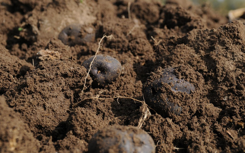 Eskişehir'de iki kadın girişimci üretiyor! Kilosu 60 lira olan 'mor patates'te hasat sevinci - Resim: 2