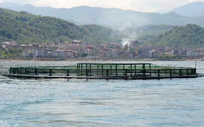 Ordu'da ilginç görüntü: Haberi duyan sahile koştu olta atacak yer kalmadı - Resim: 1