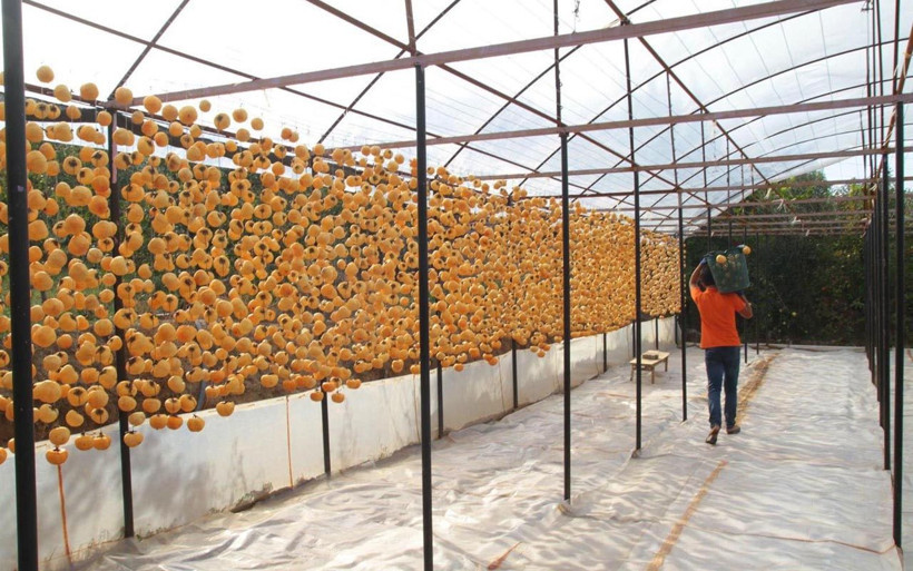 40 kilo ile başladığı üretimi 50 tona çıkardı! Manisa'da paraya para demiyor - Resim: 4