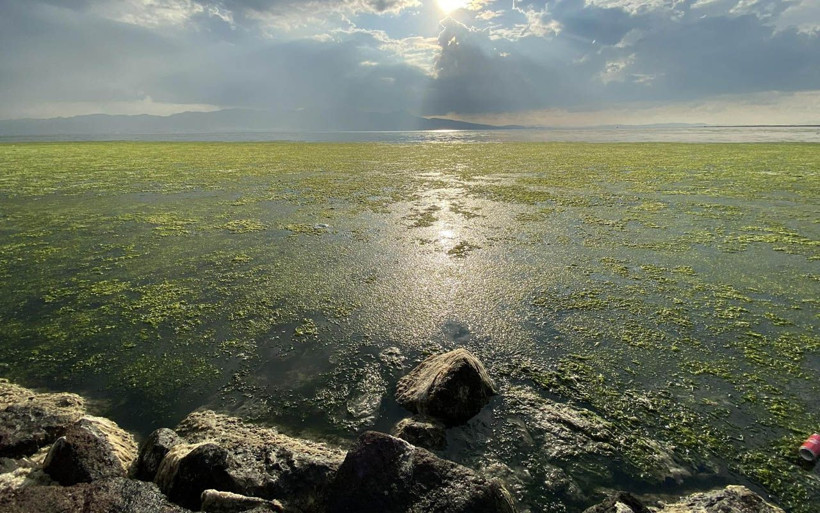 İzmir'in 'deniz marulu' kabusu sürüyor: İlk kez görenler korkuya kapılıyor - Resim: 3
