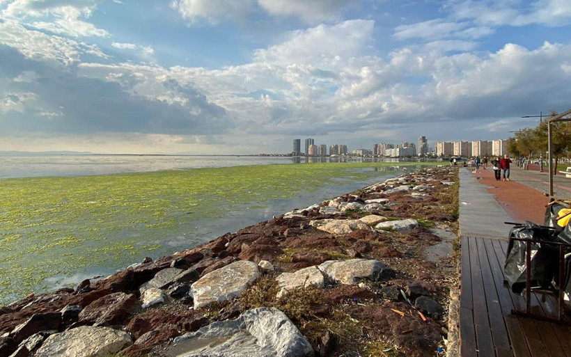 İzmir'in 'deniz marulu' kabusu sürüyor: İlk kez görenler korkuya kapılıyor - Resim: 1
