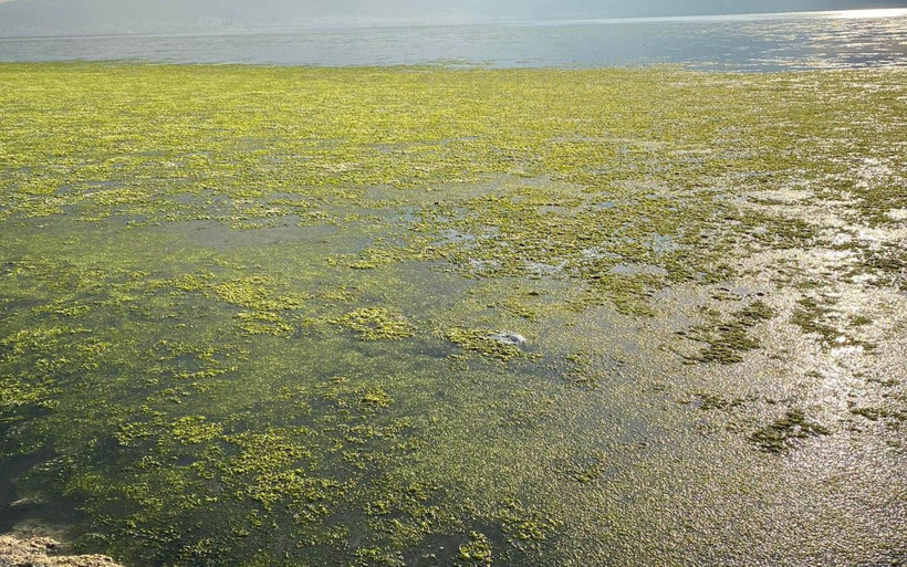 İzmir'in 'deniz marulu' kabusu sürüyor: İlk kez görenler korkuya kapılıyor - Resim: 4