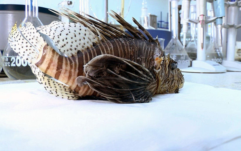 Akdeniz'i istila etmeye başladı Aslan balığında 'kısmi felç' tehlikesi! - Resim: 4