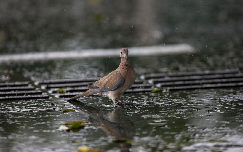 Sağanak yağış ve fırtına etkili olacak! Bu saatlere dikkat yakalanmayın - Resim: 4
