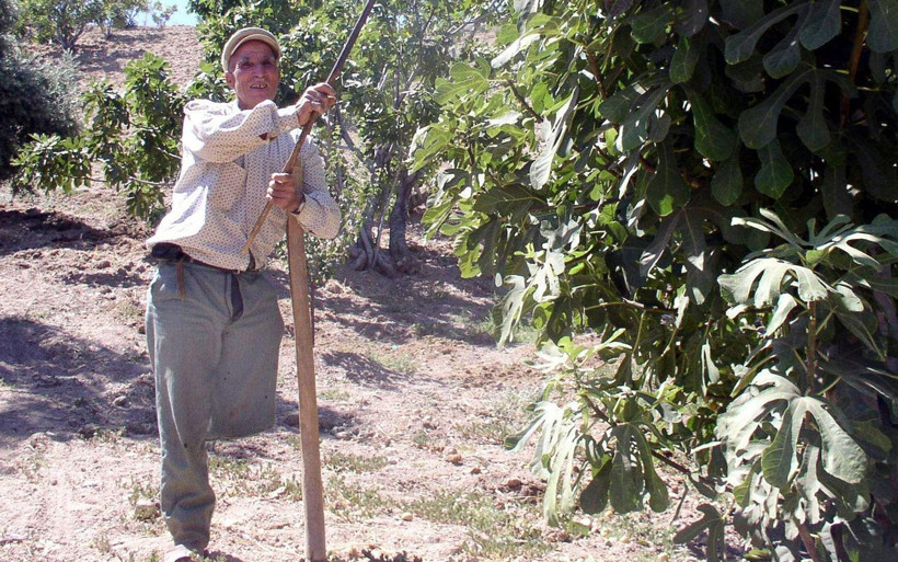 Aydın'da devletin yardım teklifini reddeden Mehmet dede herkesten çok çalışıyor - Resim: 3