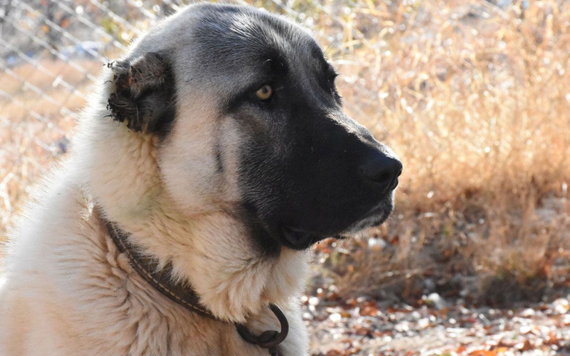 Sivas'ta Adriana Lima konuşuluyor Kangal sahiplenen Lima'ya 'hediye gönderelim' teklifi - Resim: 4