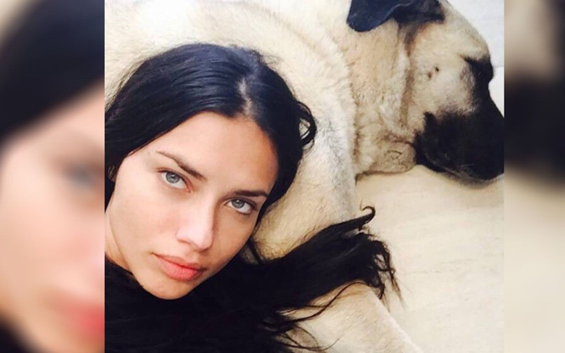 Sivas'ta Adriana Lima konuşuluyor Kangal sahiplenen Lima'ya 'hediye gönderelim' teklifi - Resim: 1
