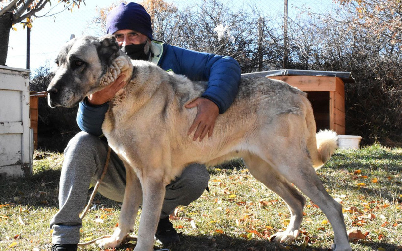 Sivas'ta Adriana Lima konuşuluyor Kangal sahiplenen Lima'ya 'hediye gönderelim' teklifi - Resim: 3