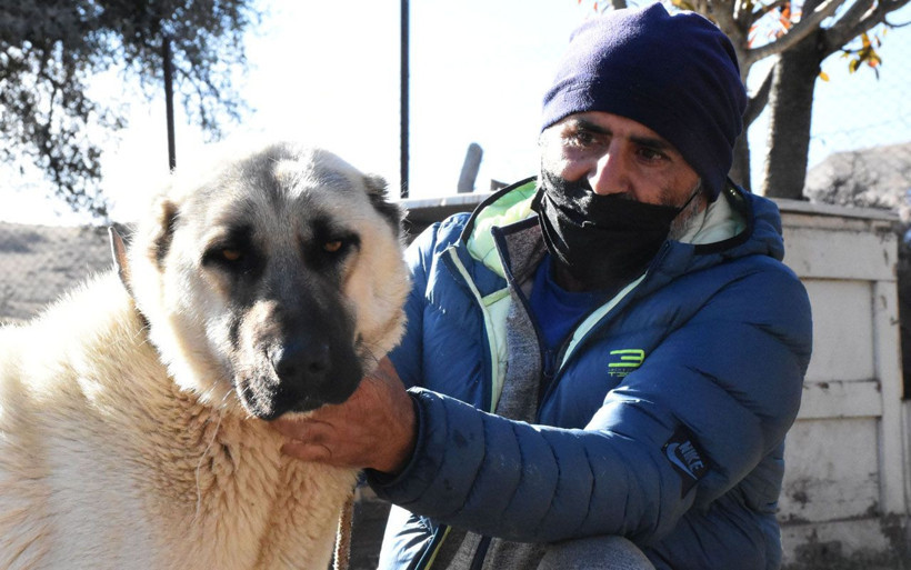 Sivas'ta Adriana Lima konuşuluyor Kangal sahiplenen Lima'ya 'hediye gönderelim' teklifi - Resim: 2