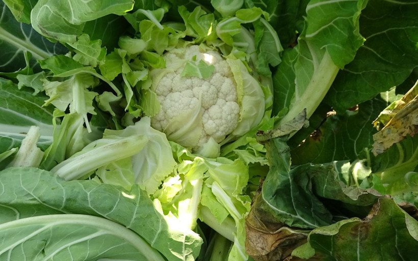 Bursa'da karnabaharın fiyatı koronavirüsle uçtu! Hayvanlara yem olarak veriliyordu - Resim: 2