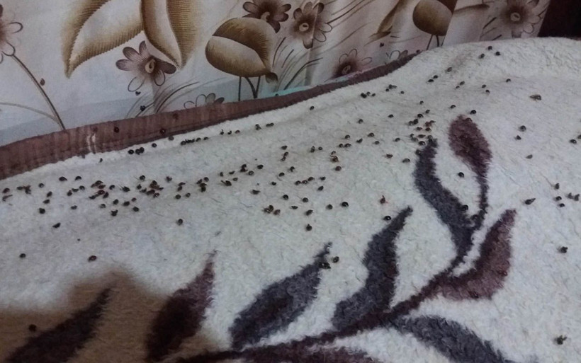 Rize'de 6 mahalleyi uğur böcekleri istila etti! Evlerin içine bile yuva yapıyorlar - Resim: 3