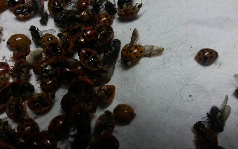 Rize'de 6 mahalleyi uğur böcekleri istila etti! Evlerin içine bile yuva yapıyorlar - Resim: 2