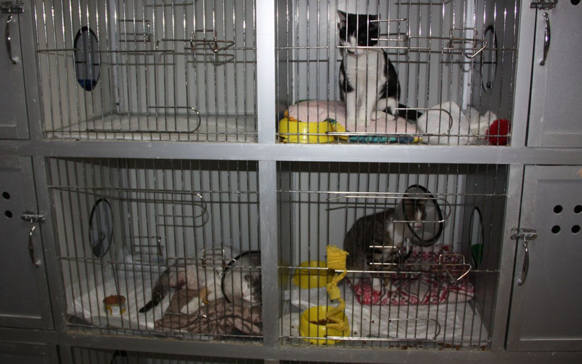 Büyü için kedilerin patilerini kesiyorlar! Diyarbakır'daki olaya Haluk Levent sessiz kalmadı - Resim: 1