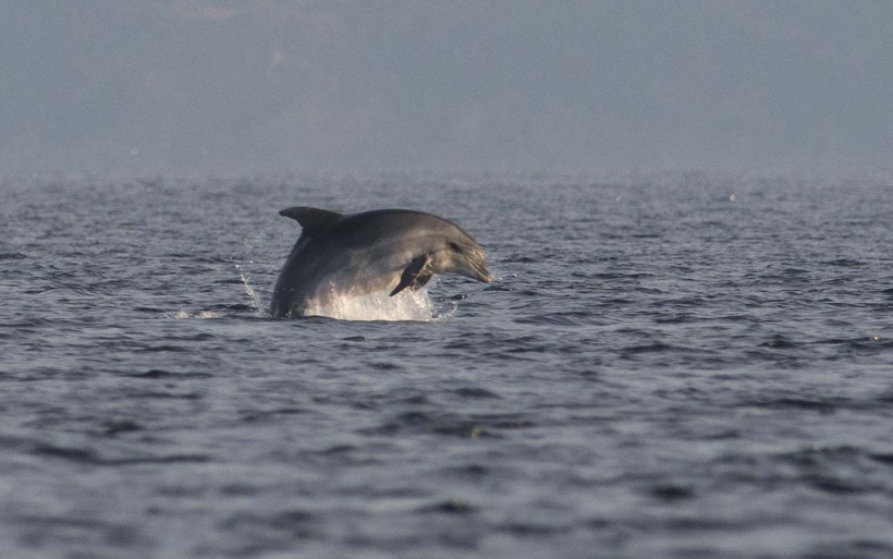 Marmara Denizi'nde görsel şölen! Balıkçılar yunusların şovundan gözlerini ayıramadı - Resim: 1