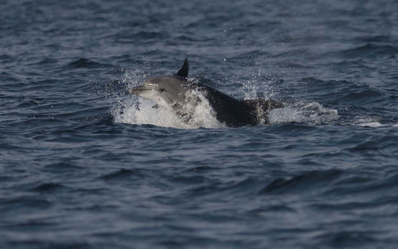 Marmara Denizi'nde görsel şölen! Balıkçılar yunusların şovundan gözlerini ayıramadı - Resim: 2