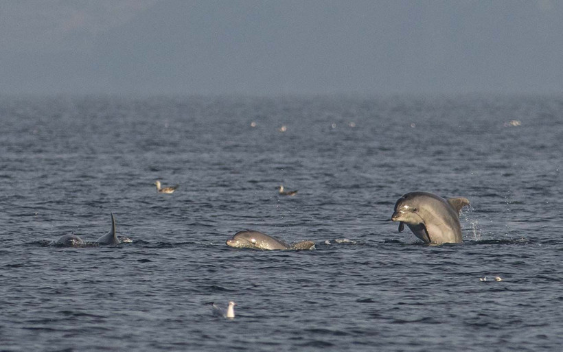 Marmara Denizi'nde görsel şölen! Balıkçılar yunusların şovundan gözlerini ayıramadı - Resim: 3