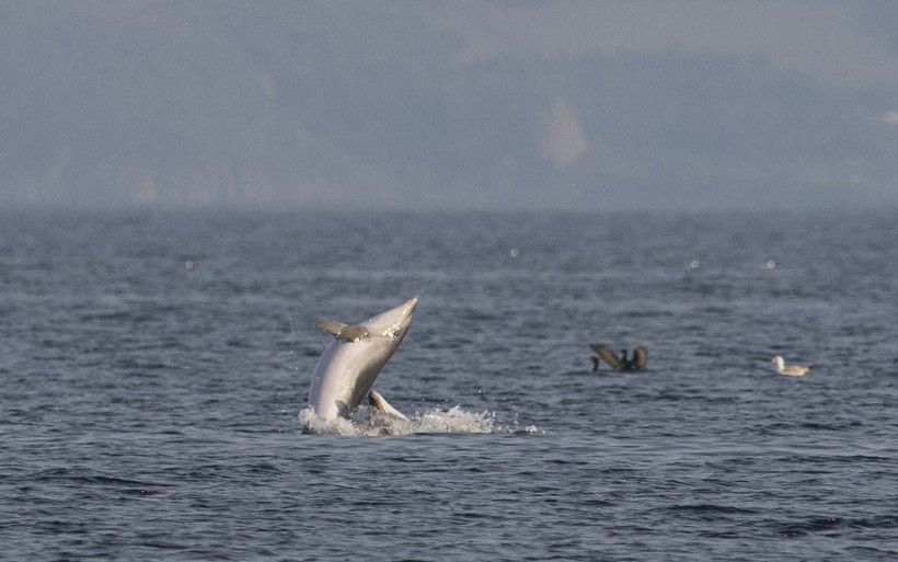 Marmara Denizi'nde görsel şölen! Balıkçılar yunusların şovundan gözlerini ayıramadı - Resim: 4