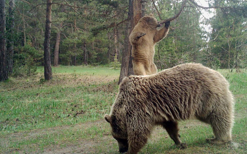 Rize'de 25 ev ayıların saldırısına uğradı! Her yerde pençe izleri - Resim: 2