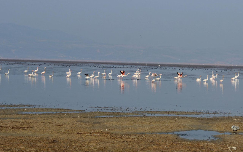 Marmara Gölü ürkütücü boyutlarda çekildi! 'Kuş cenneti' kara kara düşündürüyor - Resim: 1