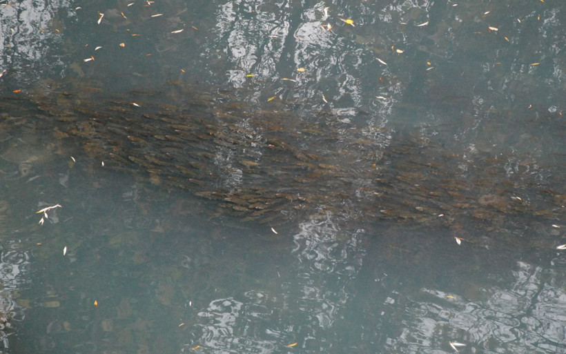 Bartın'da endişelendiren görüntüler: Irmak önce köpürdü sonra maviye büründü - Resim: 3