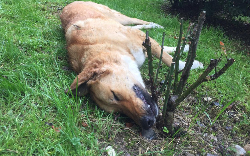 Sırtlarında iğnelerle buldular şoke oldular Kocaeli'de köpeklere yapılan vahşet! - Resim: 2