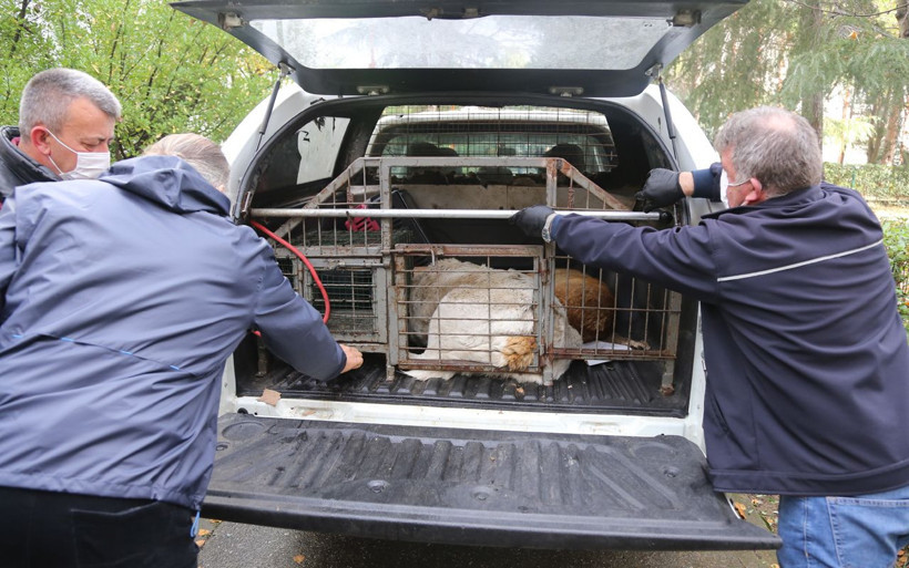 Sırtlarında iğnelerle buldular şoke oldular Kocaeli'de köpeklere yapılan vahşet! - Resim: 1