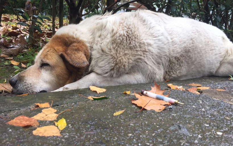 Sırtlarında iğnelerle buldular şoke oldular Kocaeli'de köpeklere yapılan vahşet! - Resim: 4