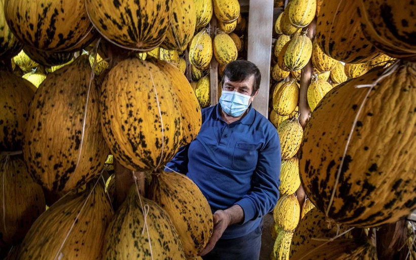 Manisa'da evde saklanan yazlık kavunlara talep arttı! Yılbaşı sofralarını süsleyecek - Resim: 3