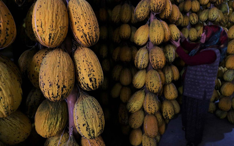 Manisa'da evde saklanan yazlık kavunlara talep arttı! Yılbaşı sofralarını süsleyecek - Resim: 1