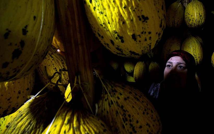 Manisa'da evde saklanan yazlık kavunlara talep arttı! Yılbaşı sofralarını süsleyecek - Resim: 4