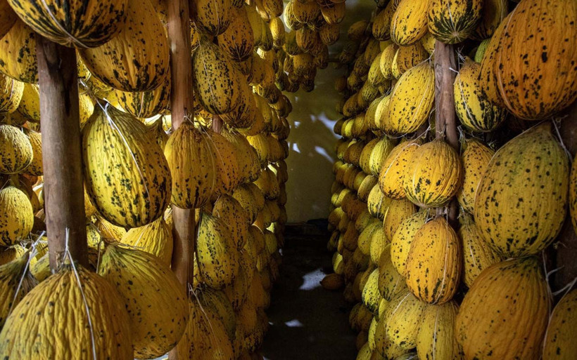 Manisa'da evde saklanan yazlık kavunlara talep arttı! Yılbaşı sofralarını süsleyecek - Resim: 2