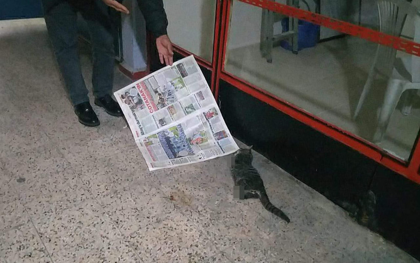 Kocaeli'de vahşetin görüntüsü! Kedinin 4 bacağını kesip pasaja attılar - Resim: 3