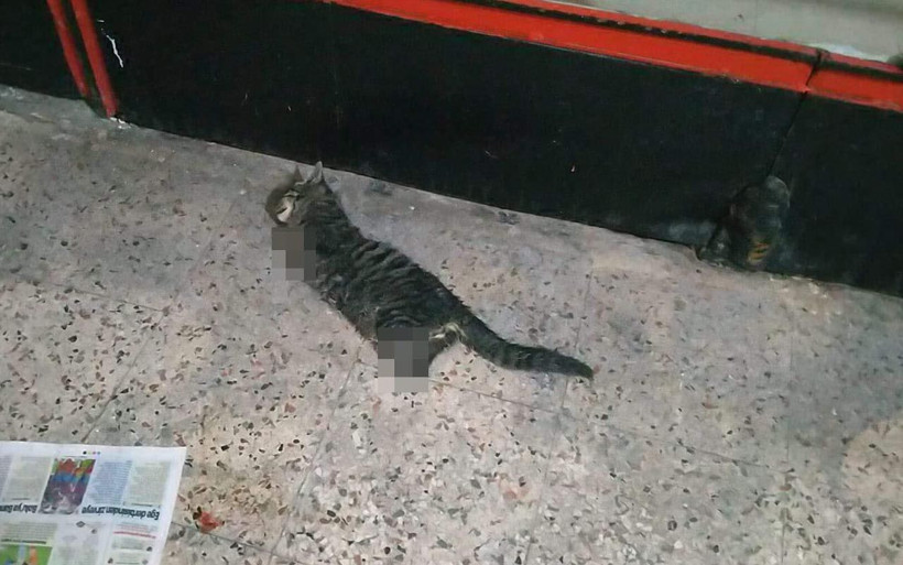 Kocaeli'de vahşetin görüntüsü! Kedinin 4 bacağını kesip pasaja attılar - Resim: 2