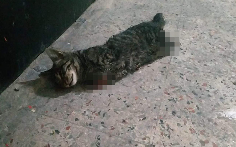 Kocaeli'de vahşetin görüntüsü! Kedinin 4 bacağını kesip pasaja attılar - Resim: 4
