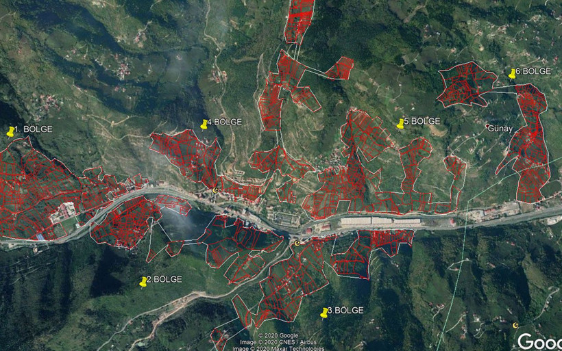7 mahalle karantinada! Trabzon'da 'Dracula' böceği tehlikesine karşı ağaçlar yakılıyor - Resim: 2