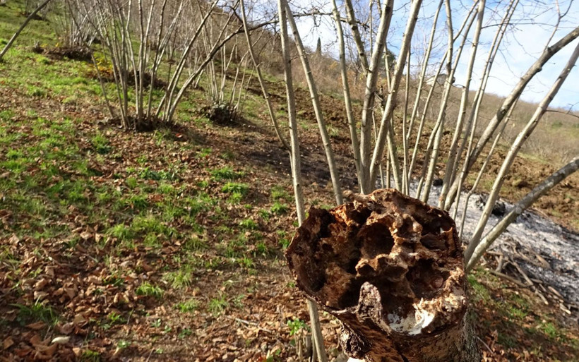 7 mahalle karantinada! Trabzon'da 'Dracula' böceği tehlikesine karşı ağaçlar yakılıyor - Resim: 1