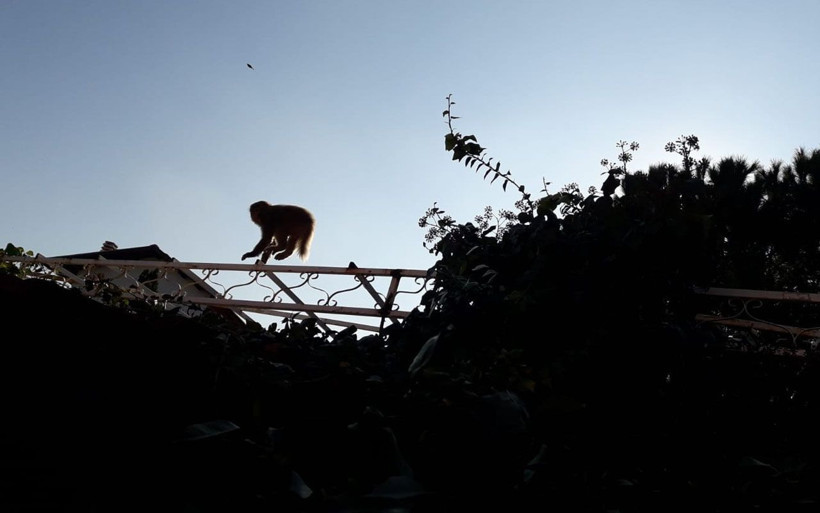 İzmir'de işçiler gördüğüne inanamadı! Başıboş maymun böyle görüntülendi - Resim: 3