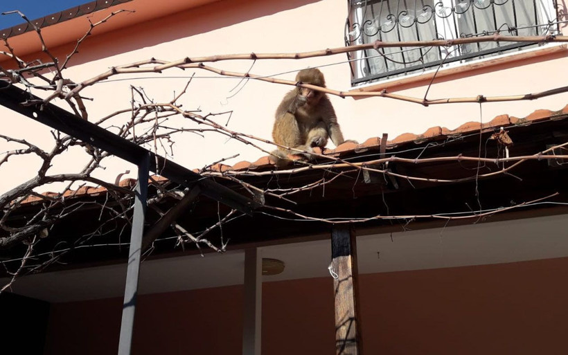 İzmir'de işçiler gördüğüne inanamadı! Başıboş maymun böyle görüntülendi - Resim: 1