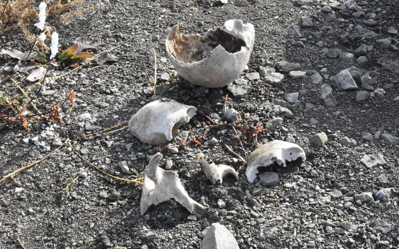 Sivas'ta suların çekildiği her yer kemiklerle dolu! Evler ve mezarlar ortaya çıktı - Resim: 3