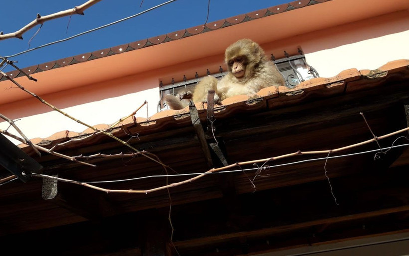 İzmir'de işçiler gördüğüne inanamadı! Başıboş maymun böyle görüntülendi - Resim: 2