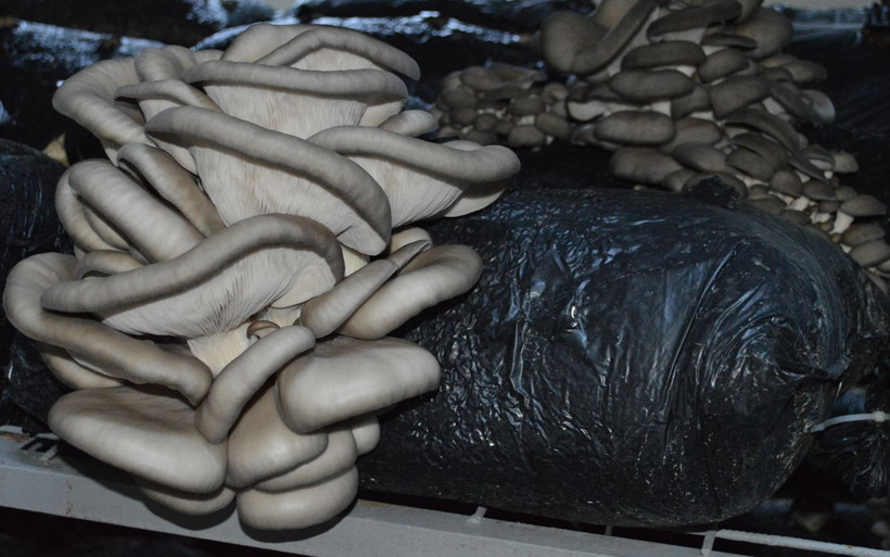 Komşusu fotoğraf gösterdi hayatı değişti! Elazığ'da kendi işinin patronu oldu - Resim: 3