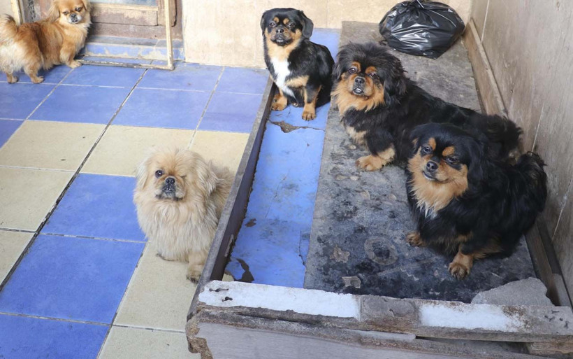 Başörtülü medyumun 20 köpek ile 16 kedisine el kondu - Resim: 4
