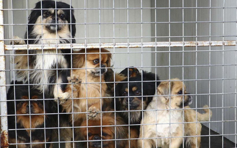 Başörtülü medyumun 20 köpek ile 16 kedisine el kondu - Resim: 1