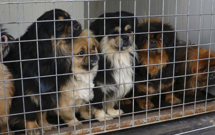 Başörtülü medyumun 20 köpek ile 16 kedisine el kondu - Resim: 2