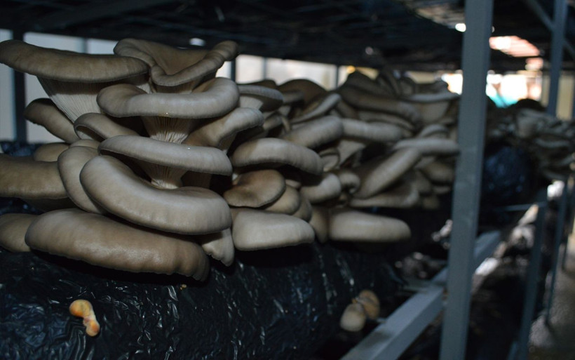 Komşusu fotoğraf gösterdi hayatı değişti! Elazığ'da kendi işinin patronu oldu - Resim: 1