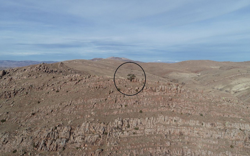 Sivas'ta 4 asırdır tek başına! Kesmeye gitti başına gelmeyen kalmadı 'yatır var' diyorlar - Resim: 4