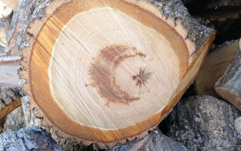 Yozgat'ta kesilen ağacın gövdesinde gördü şaşırdı! "Ay yıldız” figürü çıktığını iddia ediyor - Resim: 1