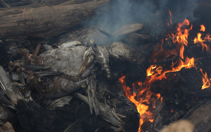 Kuş gribi paniği! İnsanlarda semptom görüldü Hindistan’da kümes hayvanları itlaf ediliyor - Resim: 4